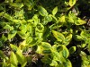 3884?width=100&height=80&name=euonymus-f