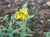 3894?width=100&height=80&name=achillea-t