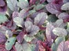 3895?width=100&height=80&name=ajuga-rept