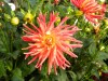 3922?width=100&height=80&name=dahlia-ruk