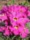 3959?width=100&height=80&name=incarville