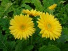 39?width=100&height=80&name=gerbera-jame