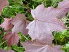 4007?width=100&height=80&name=acer-plata