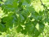4040?width=100&height=80&name=crataegus-