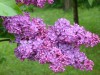 4111?width=100&height=80&name=syringa-vu