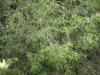 4178?width=100&height=80&name=thuja-occi