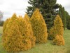4179?width=100&height=80&name=thuja-occi