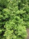 4194?width=100&height=80&name=thuja-occi