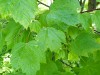 4201?width=100&height=80&name=acer-glabr