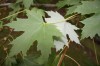 4221?width=100&height=80&name=acer-sacch