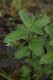 4250?width=100&height=80&name=mentha-x-p