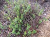4283?width=100&height=80&name=vaccinium-