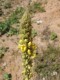 4284?width=100&height=80&name=verbascum-