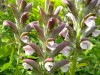 43?width=100&height=80&name=acanthus-hun