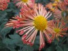 444?width=100&height=80&name=chrysanthem