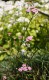 4490?width=100&height=80&name=achillea-a
