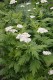 4492?width=100&height=80&name=achillea-m