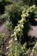4497?width=100&height=80&name=aconitum-o