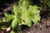 4498?width=100&height=80&name=aconitum-t