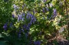 4499?width=100&height=80&name=aconitum-v
