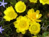 44?width=100&height=80&name=adonis-verna