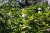4500?width=100&height=80&name=actaea-rub