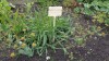 4549?width=100&height=80&name=bupleurum-