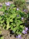 4556?width=100&height=80&name=campanula-