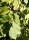 4562?width=100&height=80&name=cornus-ser