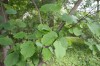 4564?width=100&height=80&name=corylus-si