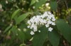4579?width=100&height=80&name=deutzia-pa
