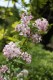 4580?width=100&height=80&name=deutzia-x-