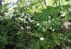 4582?width=100&height=80&name=deutzia-x-