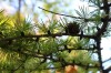 4649?width=100&height=80&name=larix-gmel