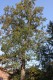 4755?width=100&height=80&name=quercus-ro
