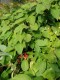 4804?width=100&height=80&name=schisandra