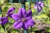 4810?width=100&height=80&name=semu-1-jpg