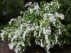 4832?width=100&height=80&name=spiraea-x-