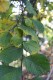 4857?width=100&height=80&name=ulmus-laev
