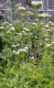 4860?width=100&height=80&name=valeriana-