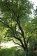 4863?width=100&height=80&name=viburnum-l