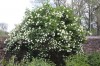 4867?width=100&height=80&name=viburnum-o