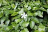 4871?width=100&height=80&name=vinca-herb