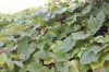 4874?width=100&height=80&name=vitis-ripa