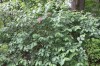 4875?width=100&height=80&name=weigela-de