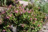 4876?width=100&height=80&name=weigela-fl