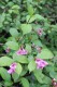 4877?width=100&height=80&name=weigela-ja