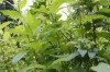 4878?width=100&height=80&name=weigela-mi