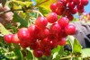 4957?width=100&height=80&name=irbene-2-4