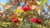 4959?width=100&height=80&name=20150827-1